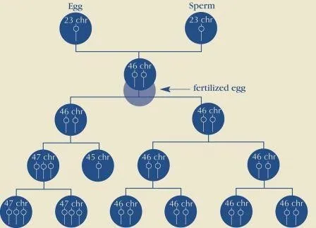Diagram of mosaic cell division: a fertilised egg with 46 chromosomes divides normally at first, then one division produces a cell with 47 chromosomes and one with 45, so the body ends up with a mixture of cells carrying 46 and 47 chromosomes.