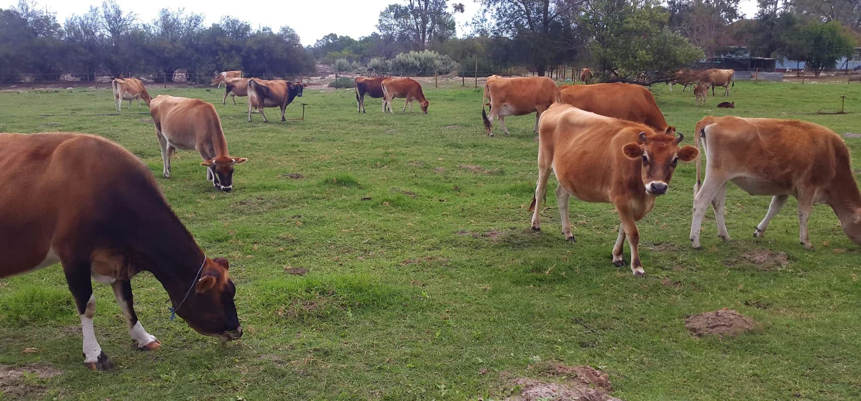 Jersey-cross cows grazing across an open green pasture at Camphill Village, with trees and farm buildings behind them.