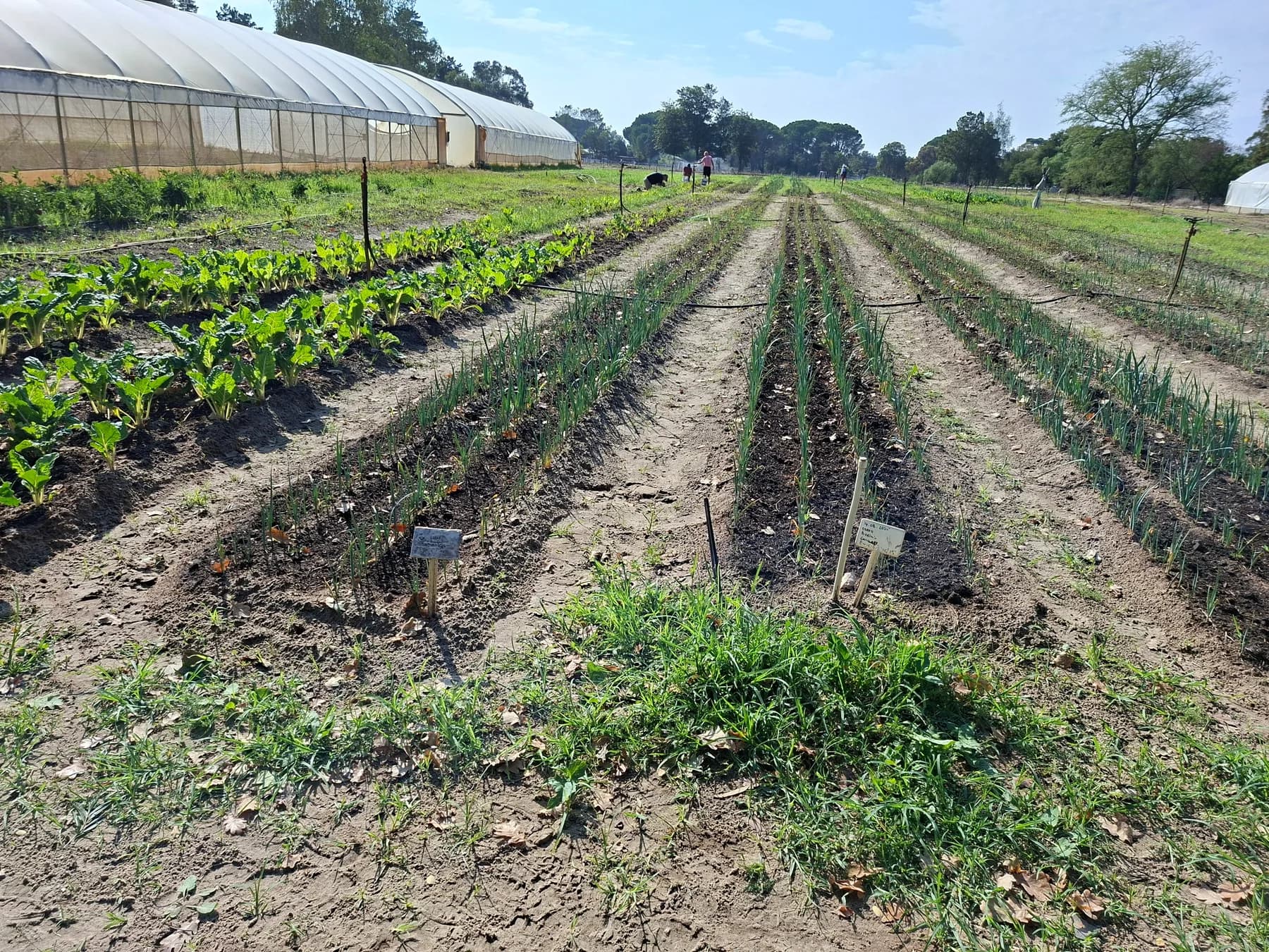 Long rows of spinach, onions and leeks in the Camphill market garden, running away from the camera towards the trees.