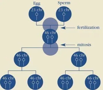 Diagram of typical cell division: an egg and a sperm carrying 23 chromosomes each combine at fertilisation to make a cell with 46 chromosomes, which then divides by mitosis into cells that each carry 46 chromosomes.