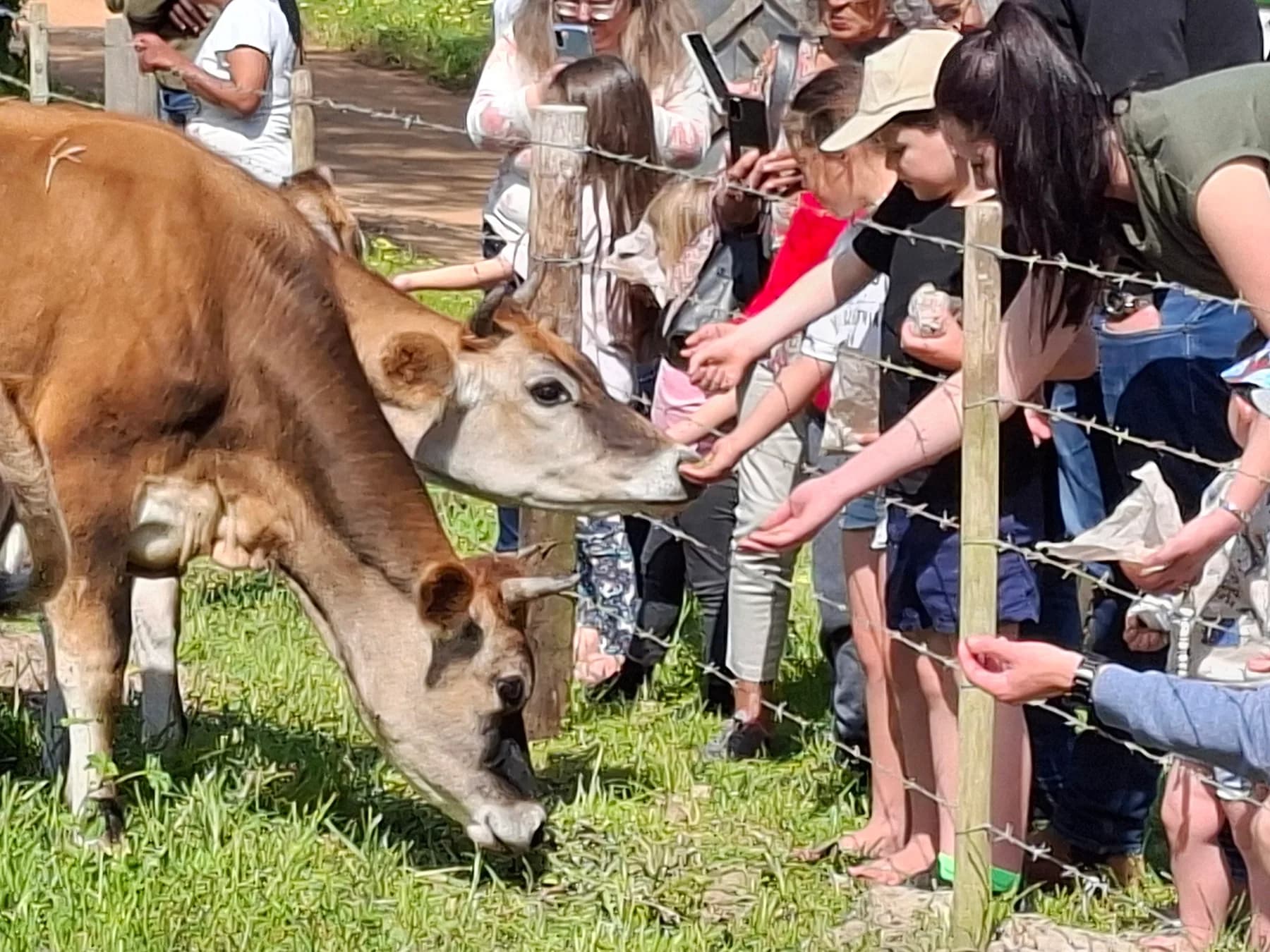 Visitors of all ages leaning over a farm fence to stroke and hand-feed two Jersey cows on the Camphill pasture.