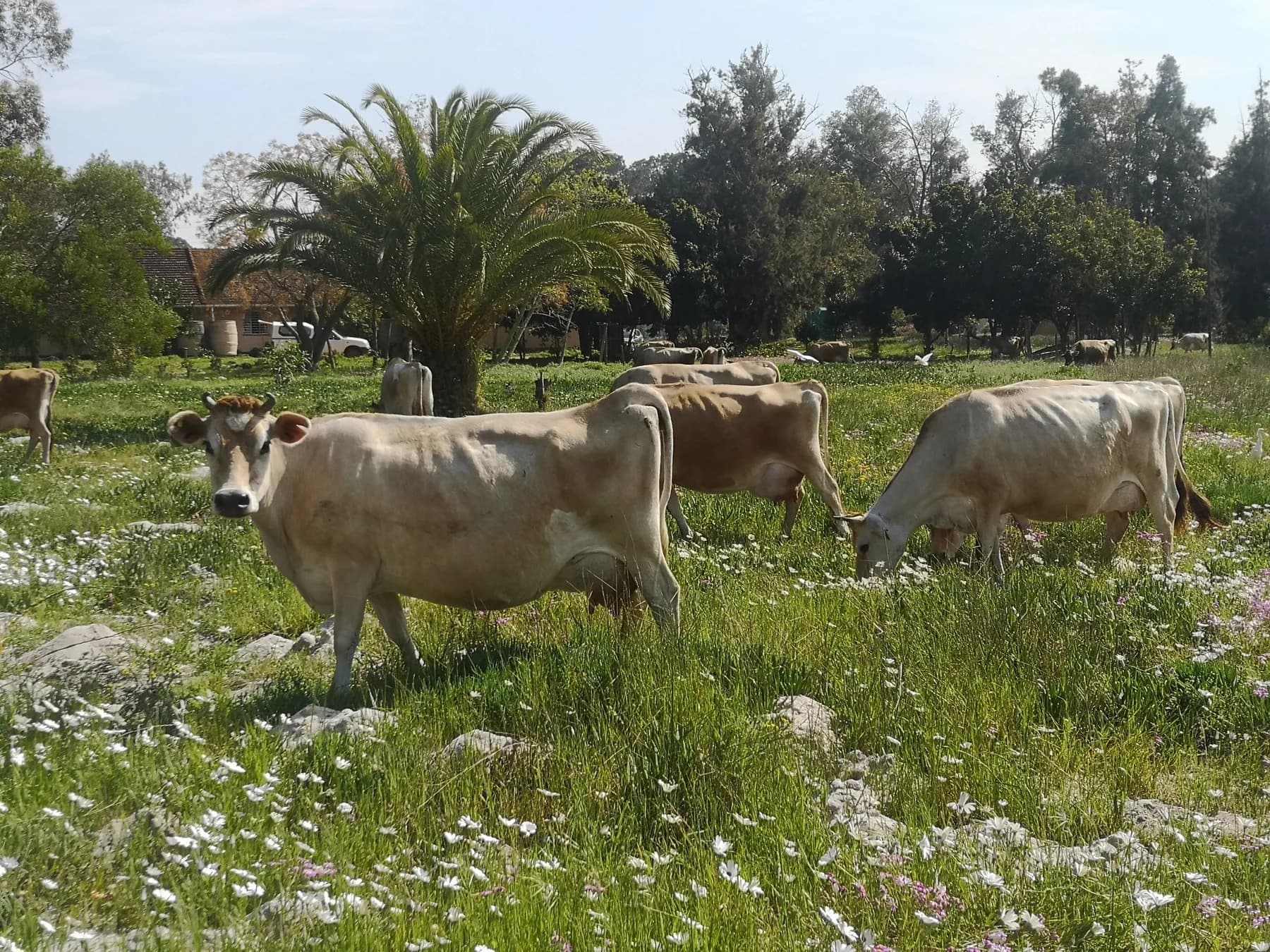 Dairy cows grazing in a pasture of grass and white daisies at Camphill Village, with farm buildings among the trees behind them.
