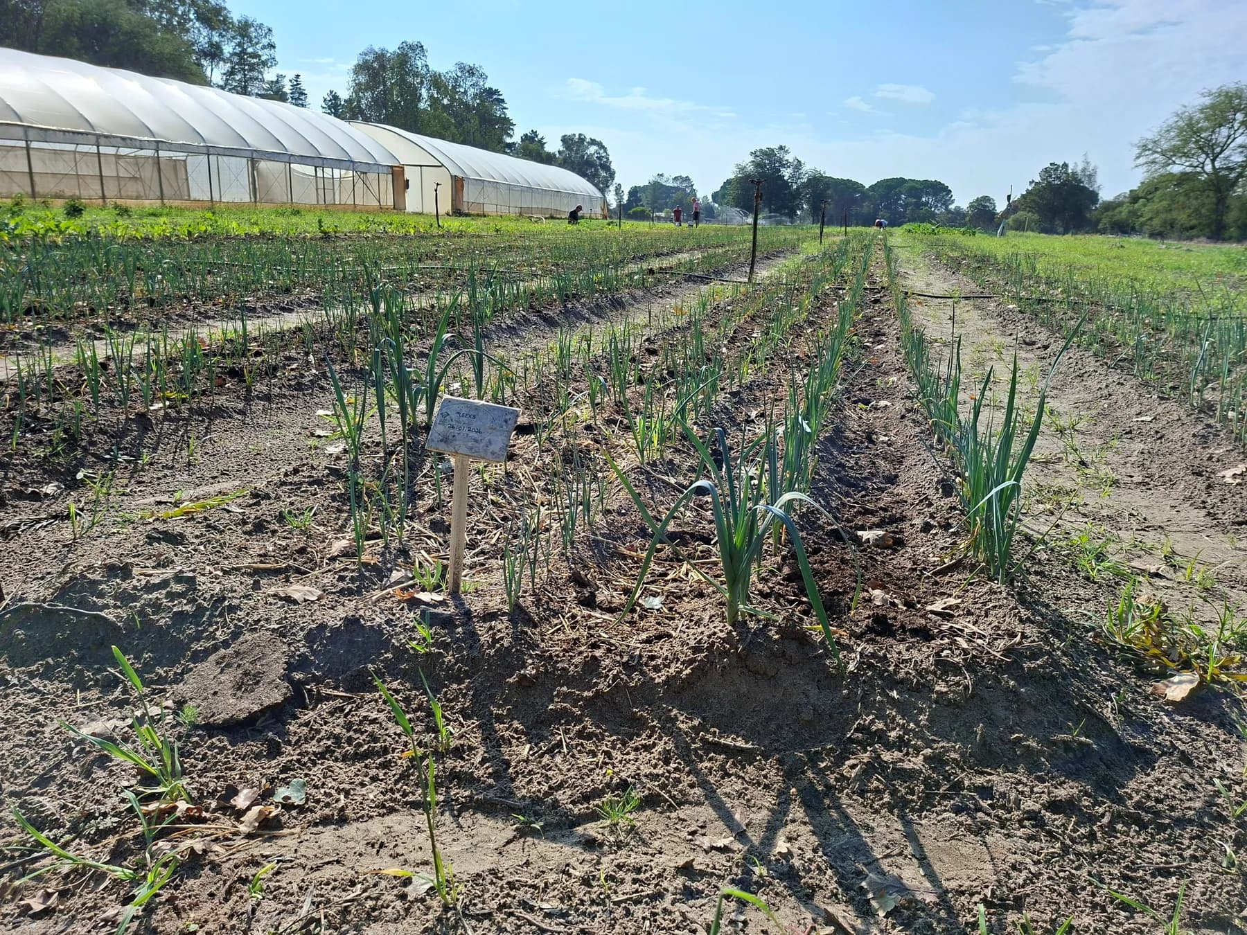 Long beds of young leeks growing in dark soil, with a hand-written row marker and the farm's tunnel greenhouse in the background.