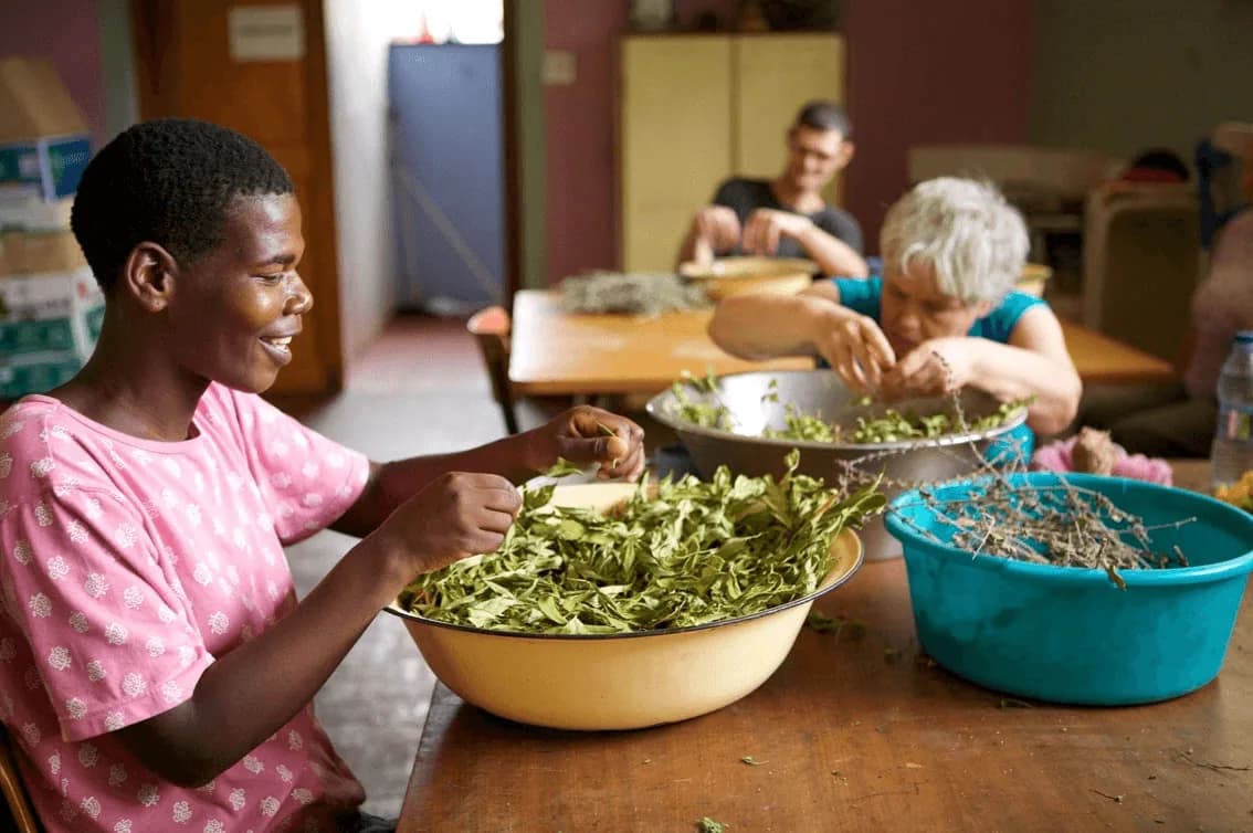Three people sorting fresh herb leaves into bowls at a work table at Camphill Village.