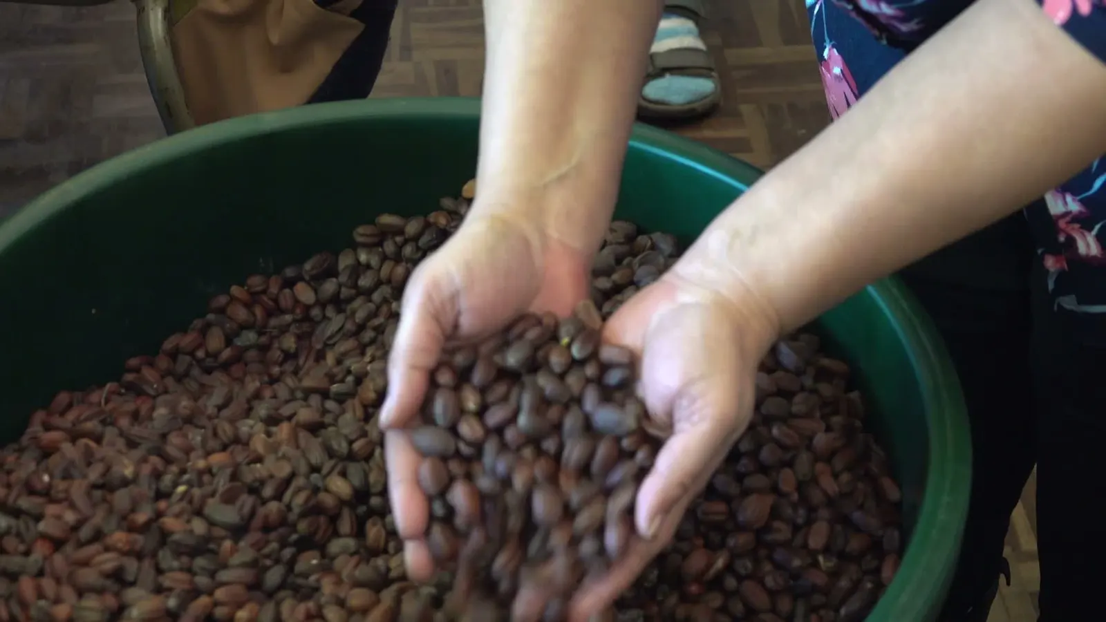 Two hands lifting a scoop of harvested jojoba beans out of a green bowl in the Camphill cosmetics workshop.
