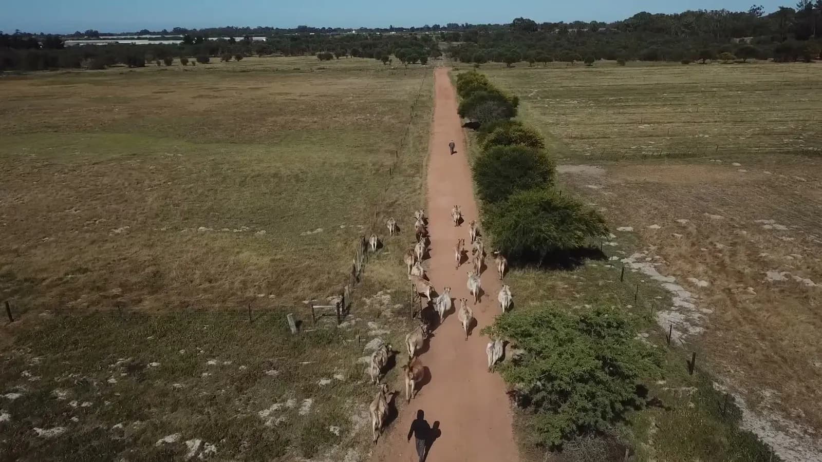 Drone view of Camphill's Jersey herd being walked up the red farm road, open pasture stretching away on both sides.