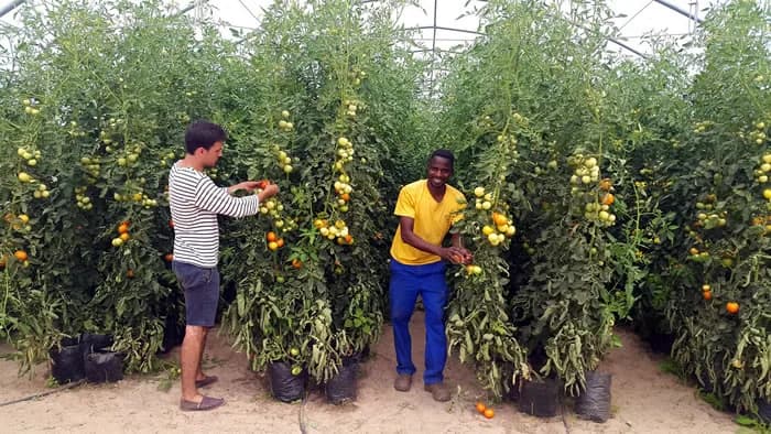 Two people harvesting ripe tomatoes from tall vines inside one of the Camphill Village greenhouse tunnels.