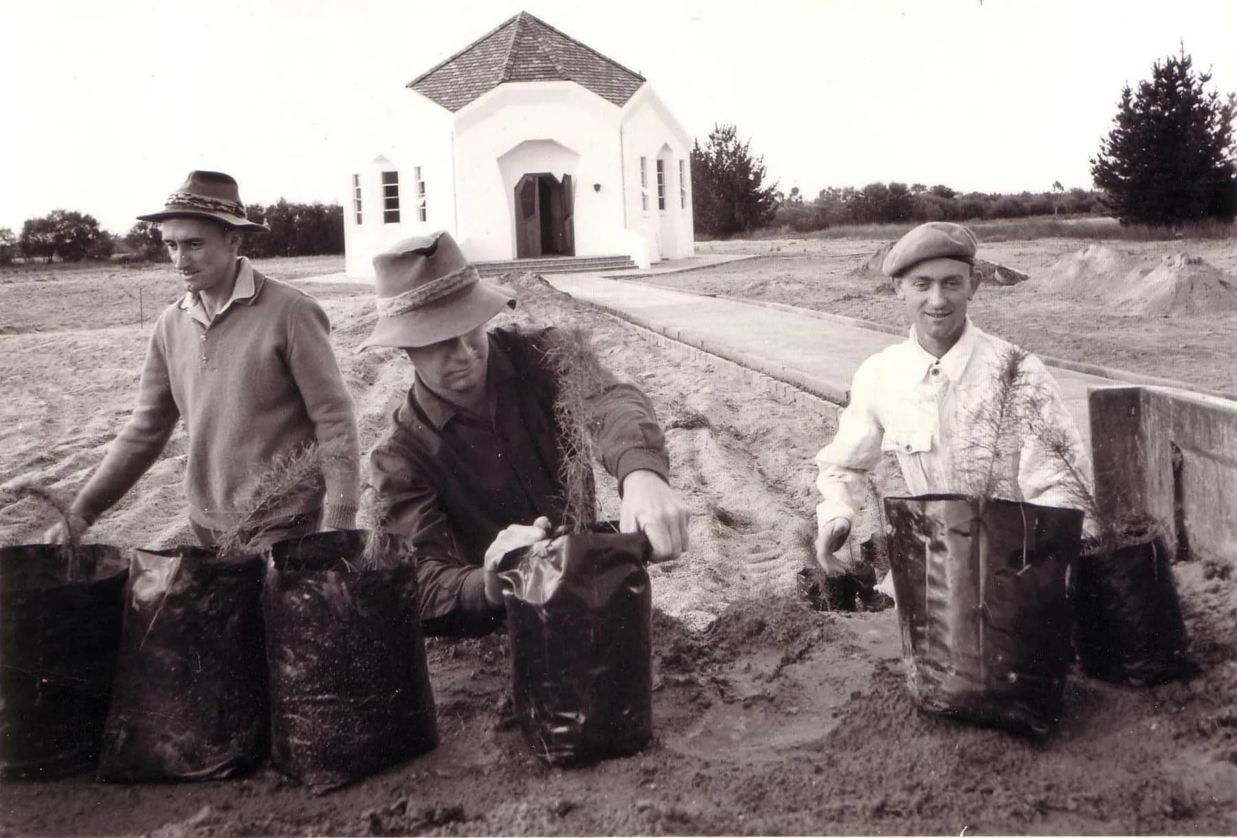 Archive black and white photograph of three men in wide-brimmed hats lifting tree saplings out of nursery bags in bare sand, in front of the newly built white village hall.