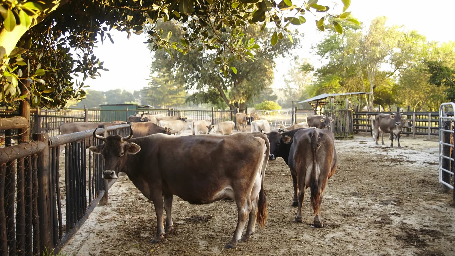 Jersey cows standing in the shade of the trees beside the Camphill dairy kraal