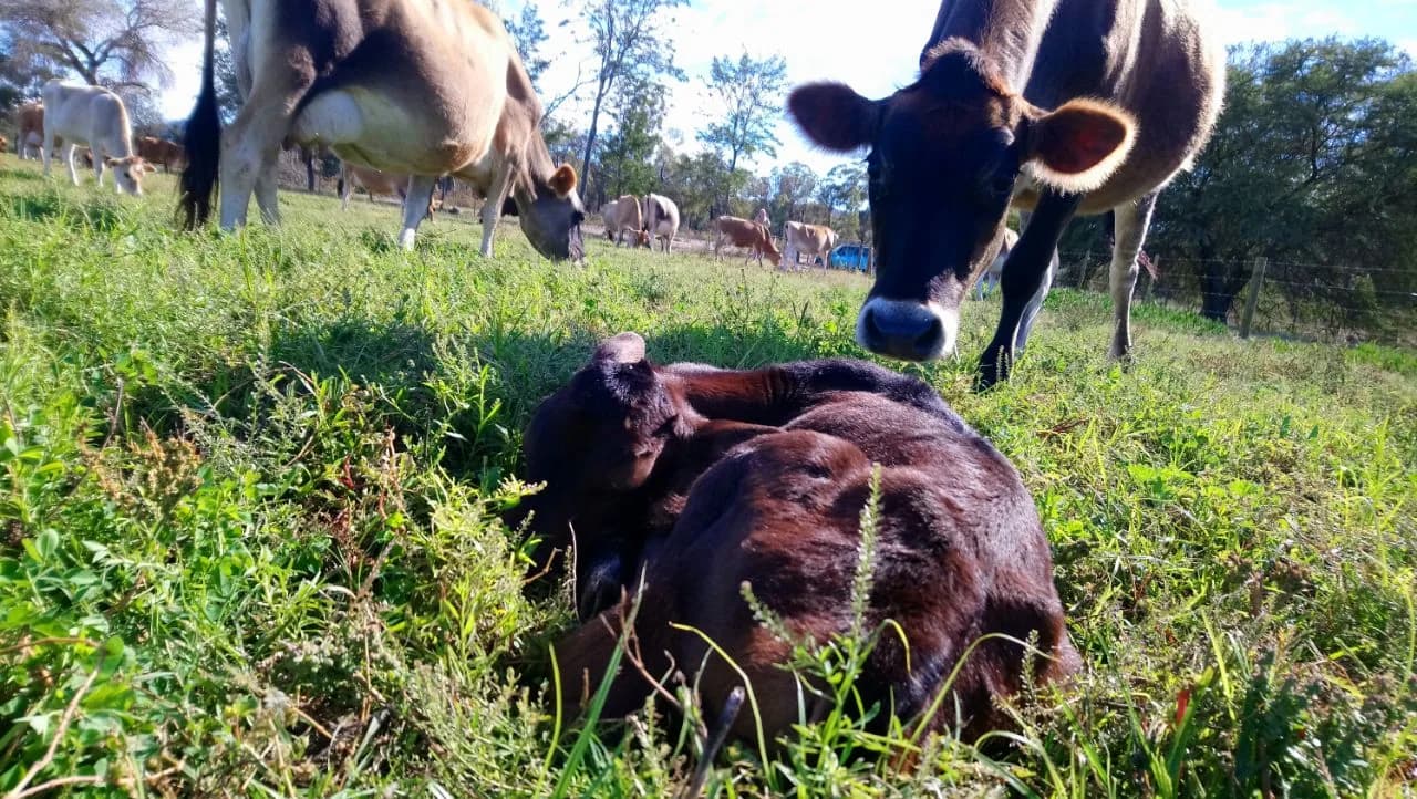 Two Jersey cows standing over a newborn calf resting in green pasture