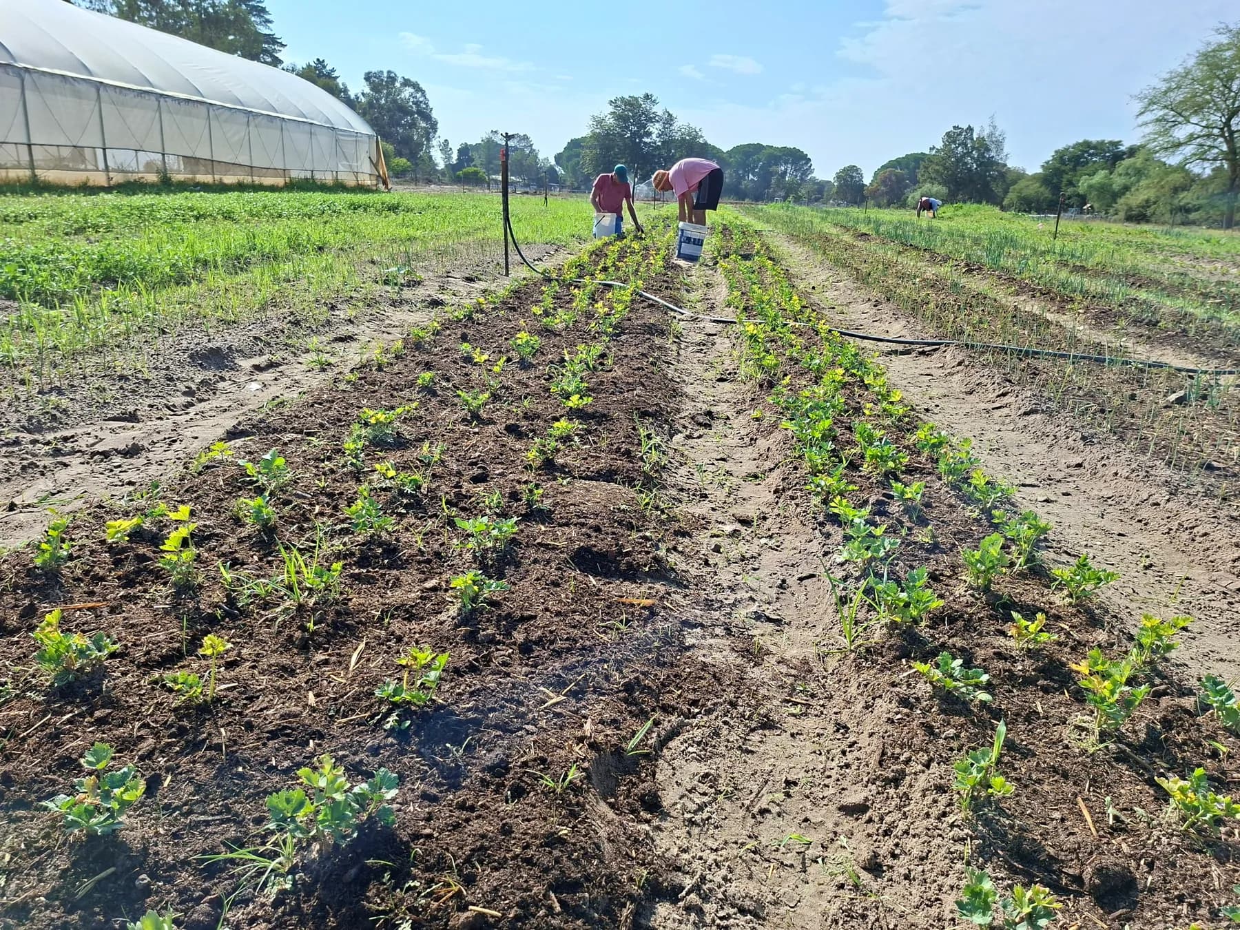Two co-workers bending over the beds to plant seedlings in rows beside the Camphill tunnels