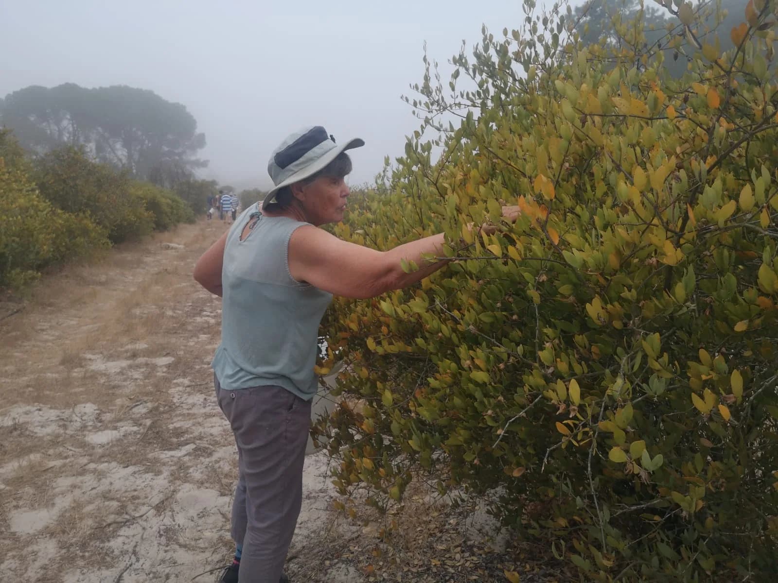 A co-worker in a sun hat picking jojoba by hand in the mist on the Camphill plantation